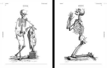 Vault Editions: Skulls & Skeletons Reference Book (Pre-Order)