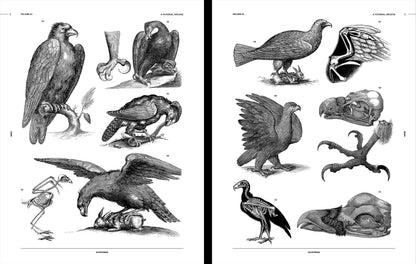 Vault Editions: Birds Reference Book (Pre-Order)