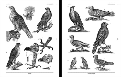 Vault Editions: Birds Reference Book (Pre-Order)