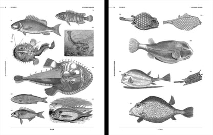 Vault Editions: Sea-Life & Monsters of the Deep Reference Book (Pre-Order)